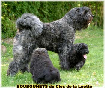 bouvier des flandres photo chiot - Elevage Clos Luette -  COPYRIGHT DEPOSE